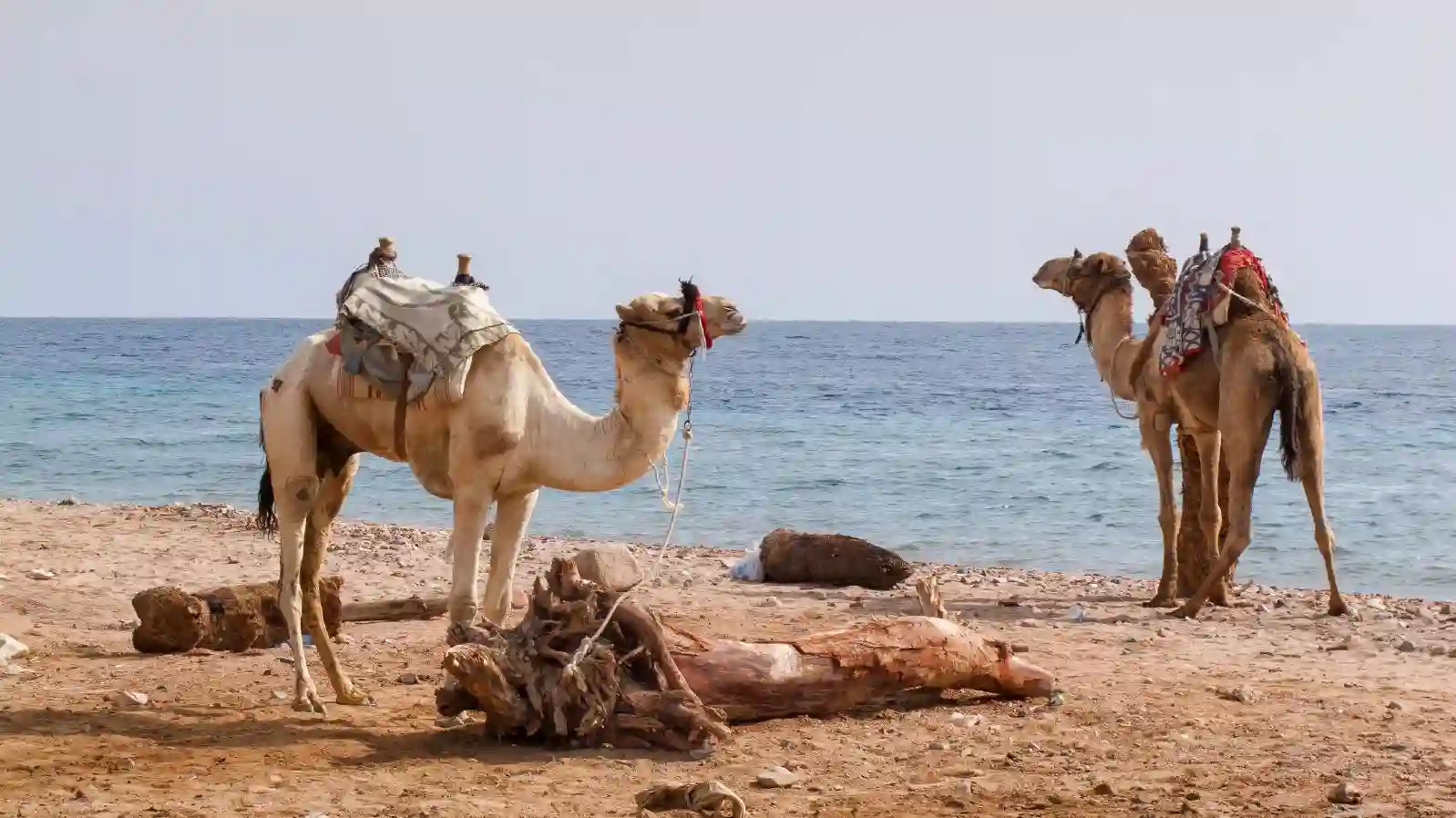 dahab, beach, Egypt travel booking.webp